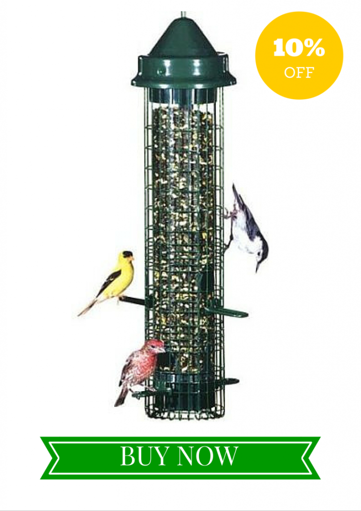 The Ultimate Guide To Squirrel Proof Bird Feeders Squirrel Proof