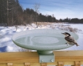 KozyBird Spa Heated Bird Bath with Deck Mount (150 Watts)