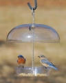 Aspects Vista Dome Bluebird Feeder