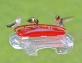 Aspects "Jewel Box" Window Hummingbird Feeder (8 oz)