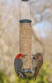 Aspects Peanut Silo Bird Feeder (Spruce)