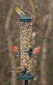 Aspects Quick-Clean Seed Feeder (Spruce)