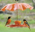 Birds Choice Oriole-Fest with Weather Guard (12 oz)