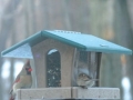 Birds Choice Recycled 4-sided Hopper Feeder