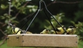 Birds Choice Recycled Plastic Hanging Platform Feeder