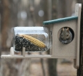 Birds Choice Recycled Plastic Squirrel Jar Feeder