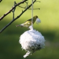 Cottontail Nest Building Ball