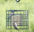 Duncraft Gray Squirrel Proof Suet Sanctuary Feeder