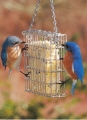 Droll Yankees Premium Suet Feeder (Stainless)