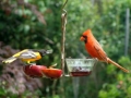 Copper Fruit and Jelly Feeder (6 oz)