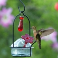 Parasol Lunch Pail Sweetheart Hummingbird Feeder (3.5 oz)