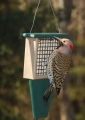 Recycled Plastic Suet Feeder with Tail Prop